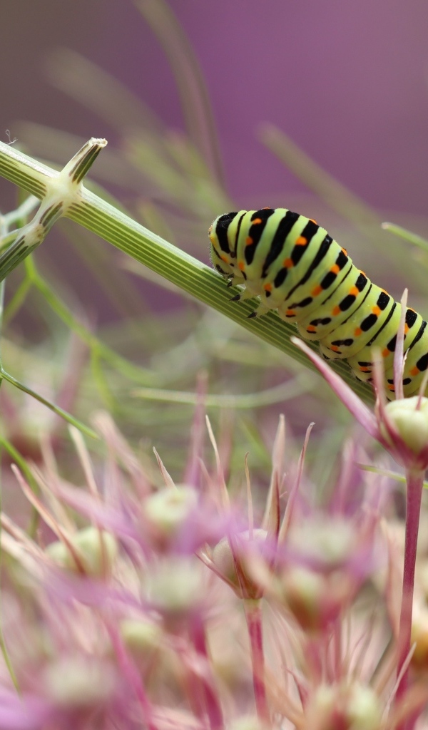 Две зеленые гусеницы на цветке