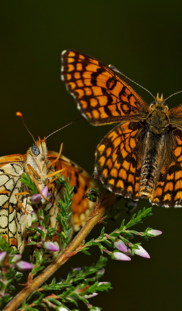Две крупные бабочки на цветке