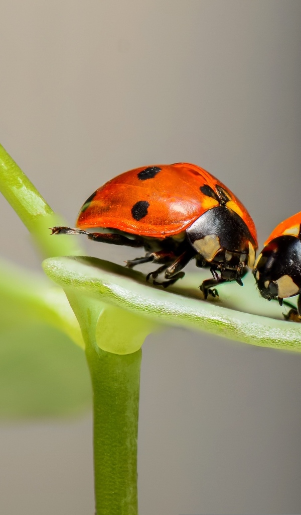 Две красных божьих коровки на зеленом листе