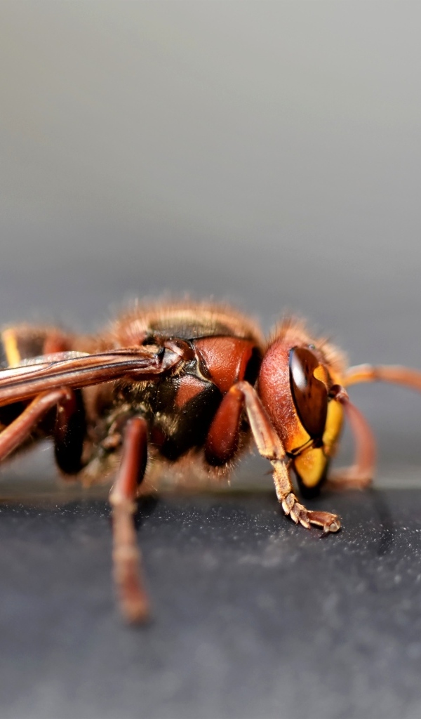 Оса крупным планом на сером фоне