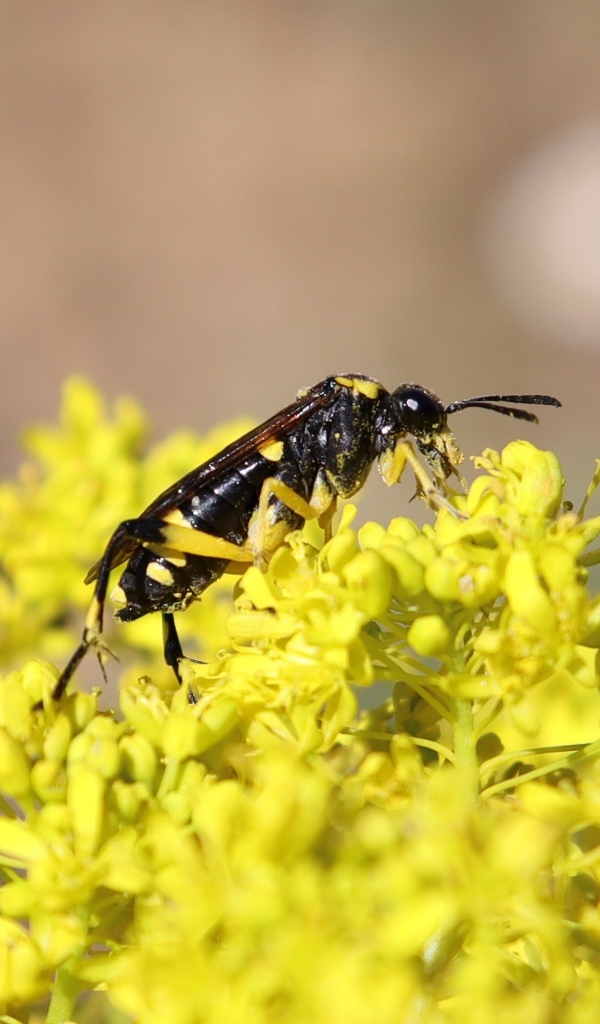 Оса сидит на желтом цветке