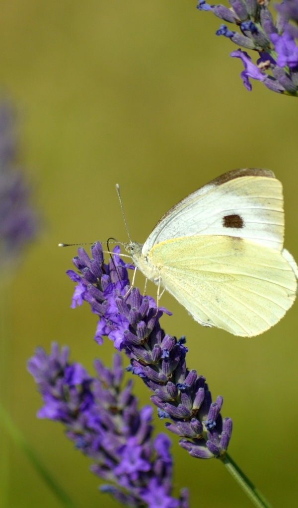 Белая бабочка сидит на цветке лаванды