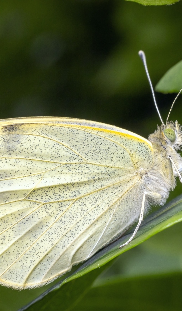 Белая бабочка сидит на зеленом листе