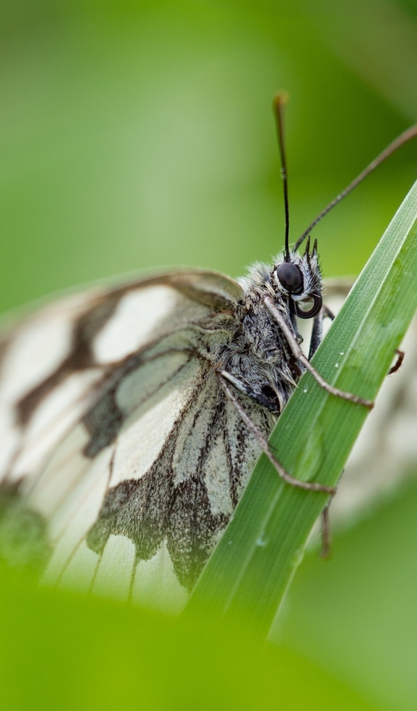 Белая бабочка сидит на зеленой траве