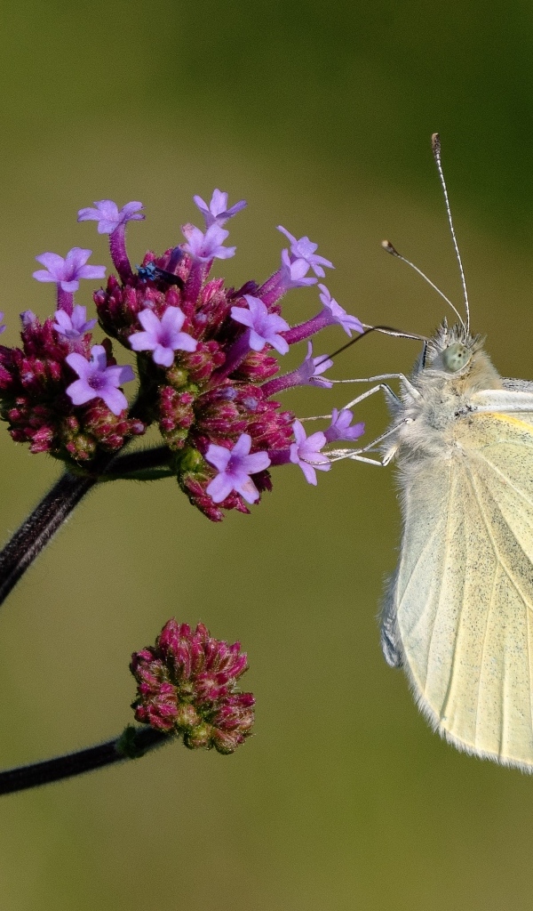 Белая бабочка капустница на цветке