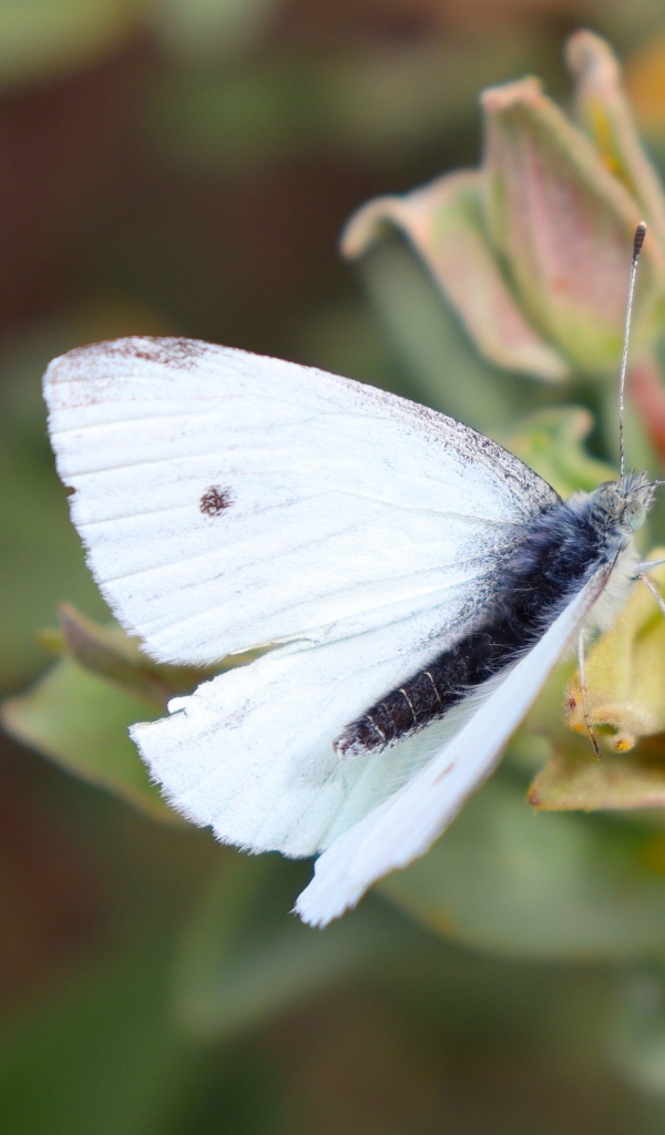 Белая бабочка капустница сидит на цветке