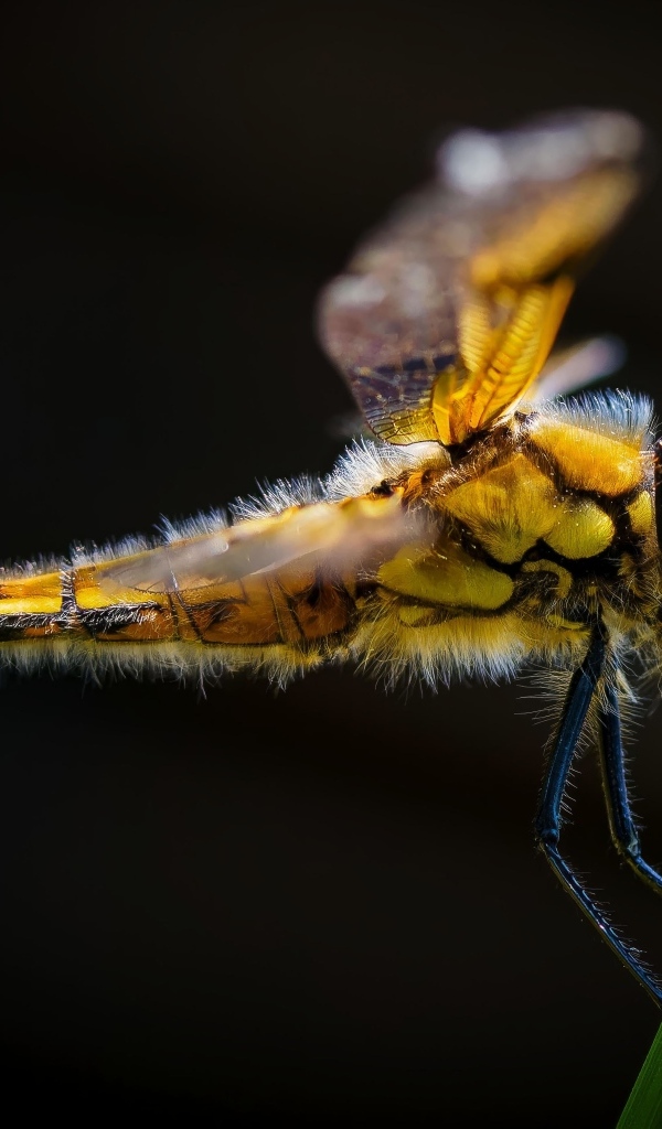 Желтая стрекоза за зеленом колоске на черном фоне