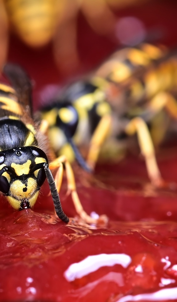 Желтые осы сидят на варенье