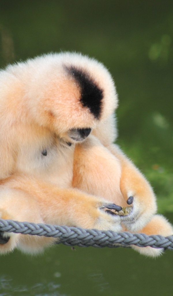 Большой гиббон сидит на канатах