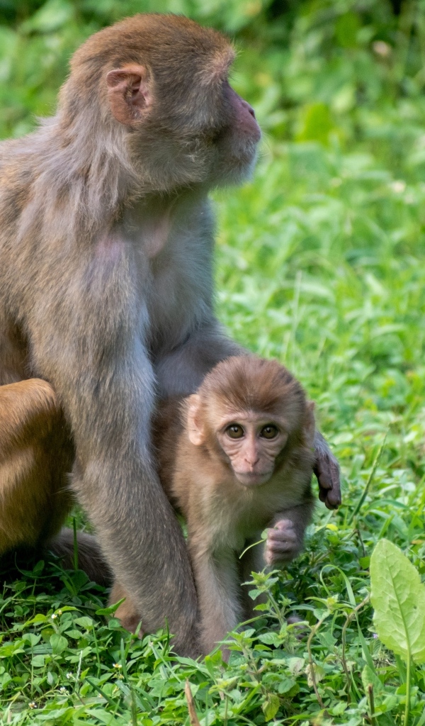 Большая обезьяна с детенышем на зеленой траве