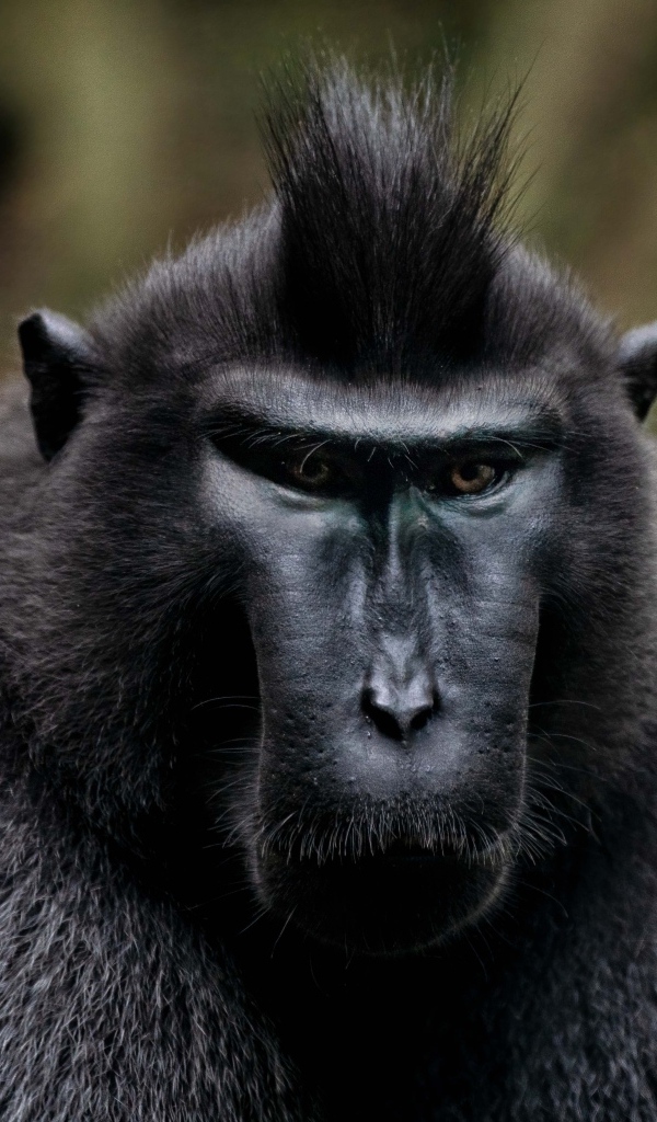 Черная хохлатая макака крупным планом