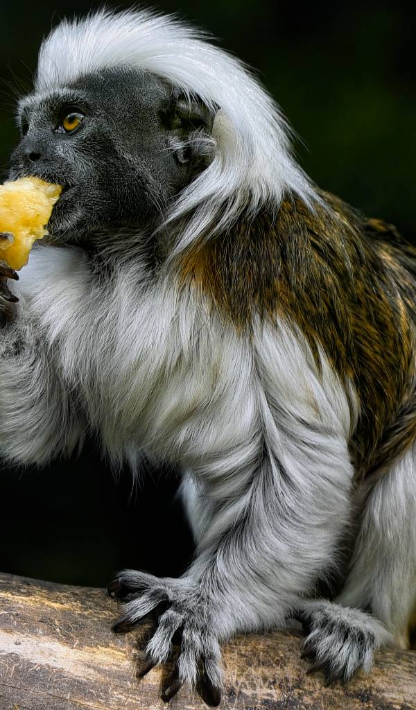 Обезьяна хлопковый тамарин в зоопарке