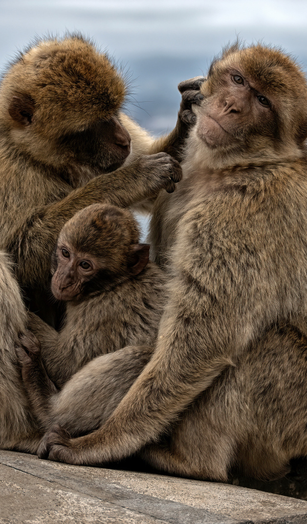 Семья из трех обезьян