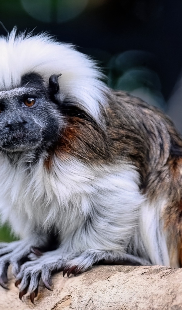 Смешной хлопковый тамарин сидит на дереве