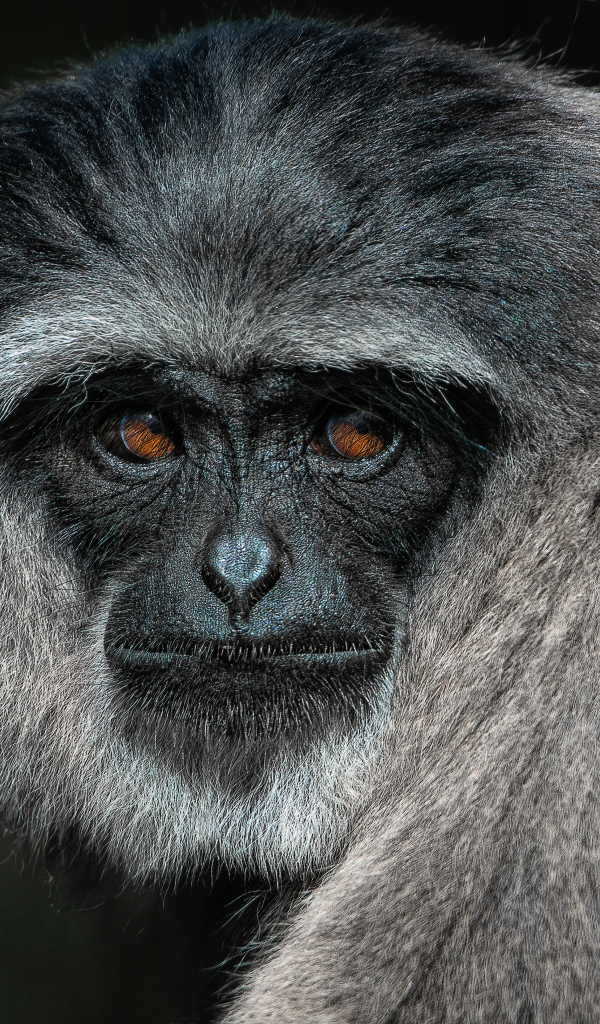 Большой серебристый гиббон