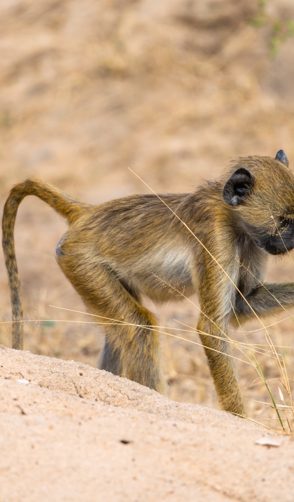 Маленькая обезьянка в сафари парке
