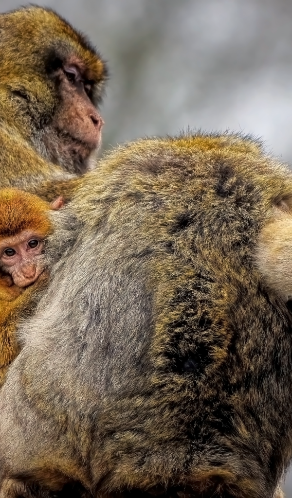 Семейство макак магот