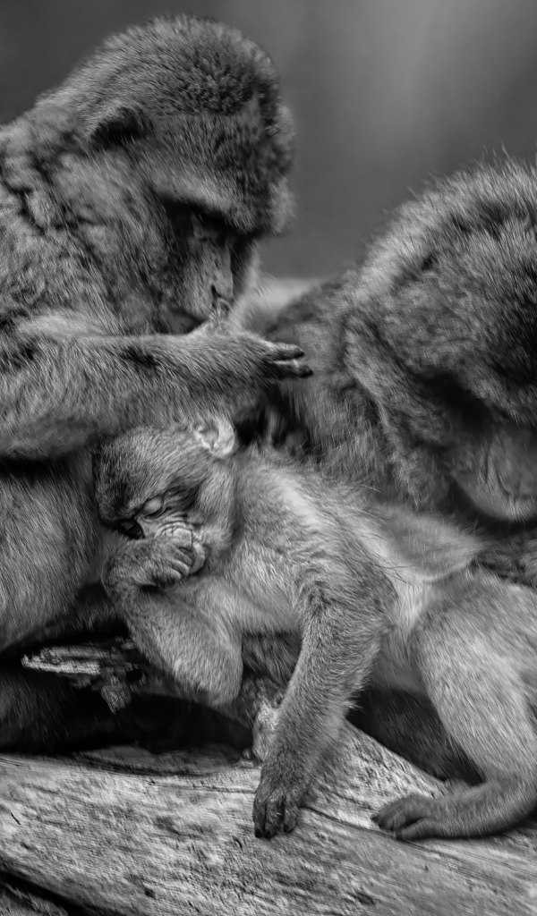 Семья обезьян черно-белое фото 