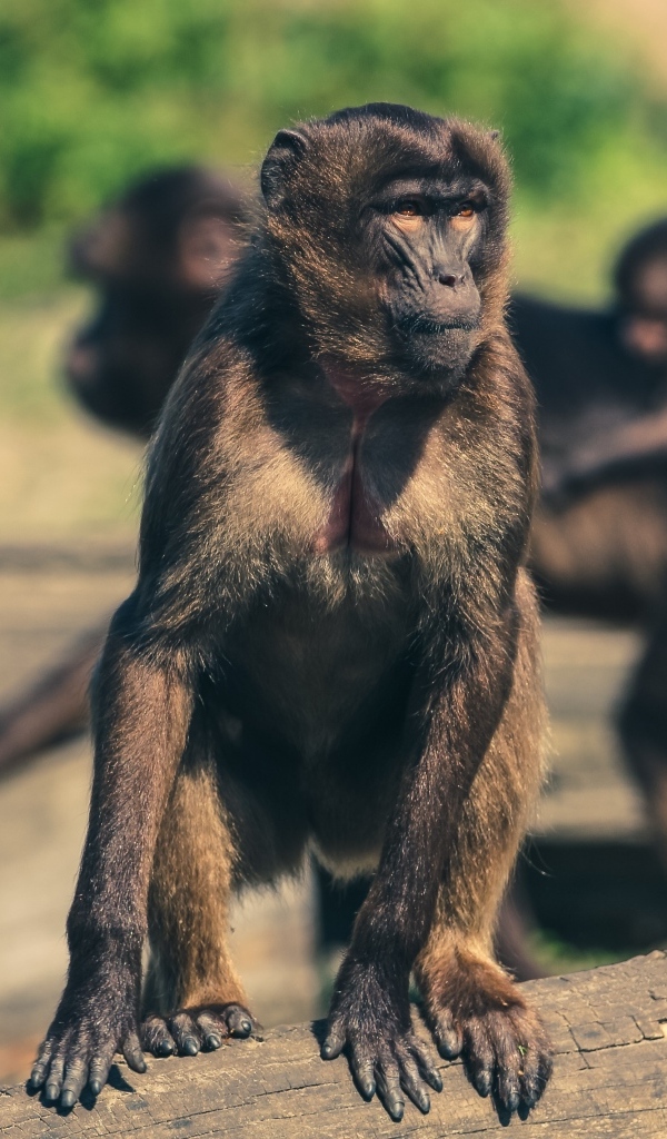 Обезьяна сидит на бревне в зоопарке