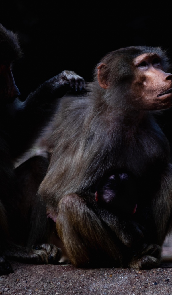 Два бабуина на черном фоне