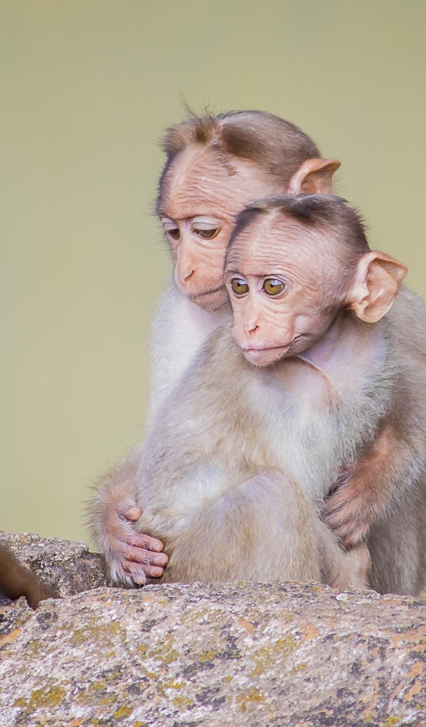 Две маленькие обезьяны на камне