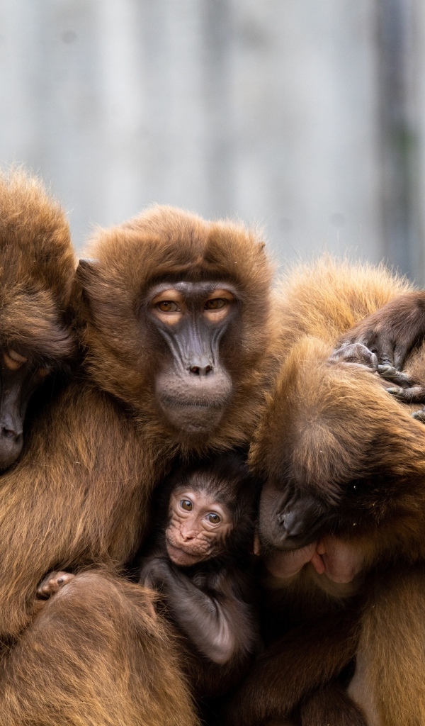 Теплые отношения семьи обезьян