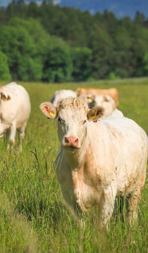 Стадо коров пасется на зеленой траве