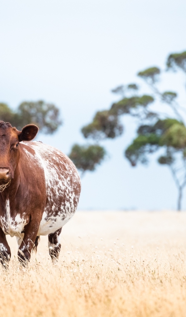 Большая коричневая корова на поле