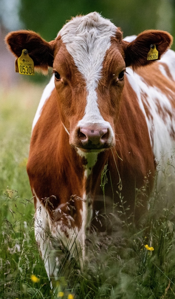 Большая корова в зеленой траве