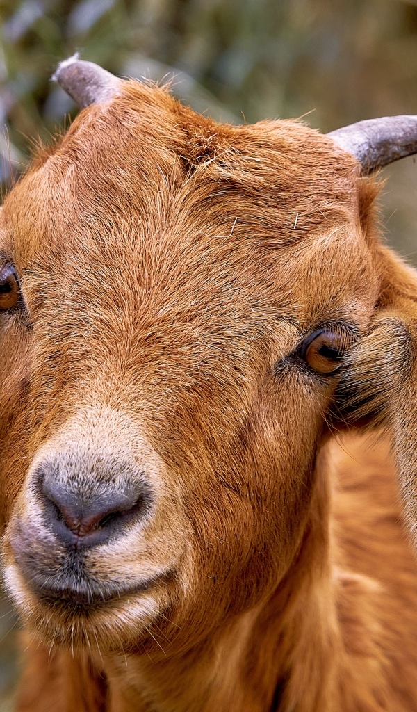 Большая коза с длинными ушами