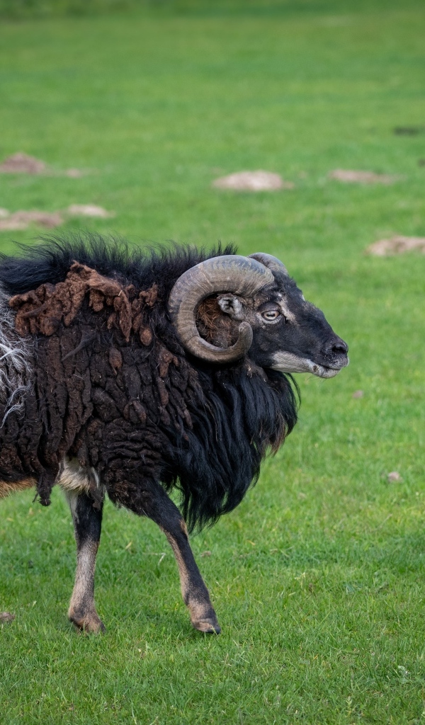 Большой старый не стриженный баран