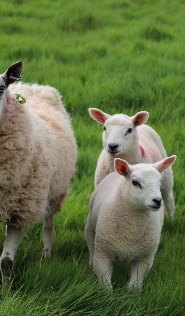 Большая овца с детенышами на траве