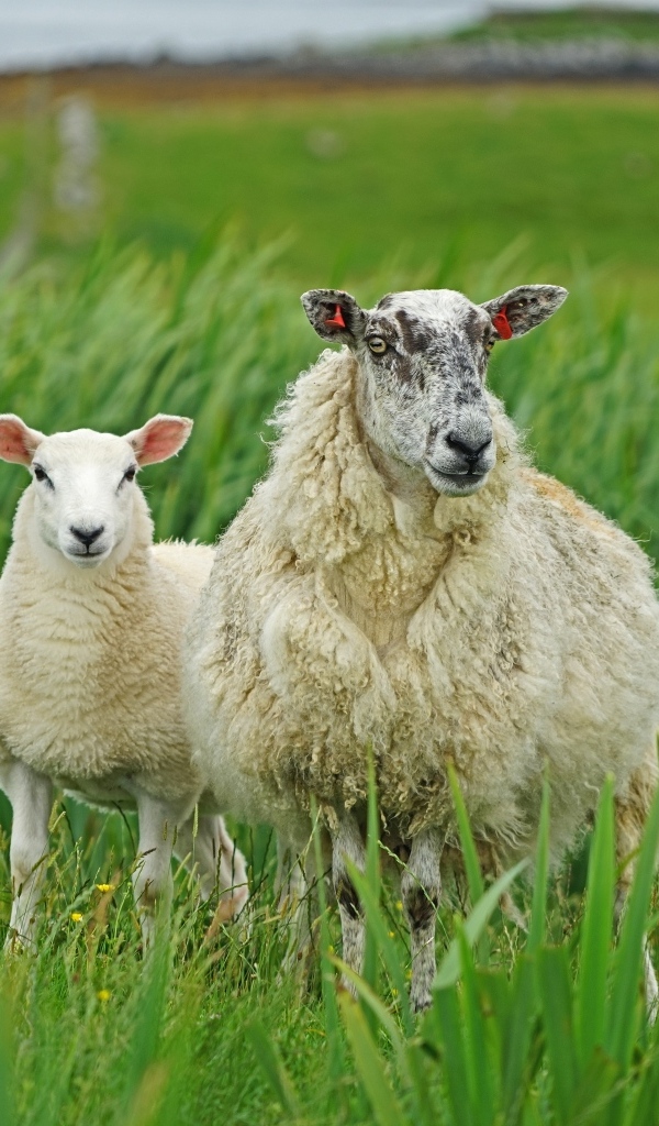 Большая овца с ягненком в зеленой траве