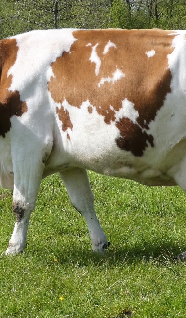 Большая белая корова с коричневыми пятнами