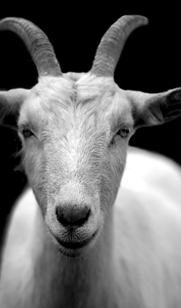 Большая белая коза на черном фоне