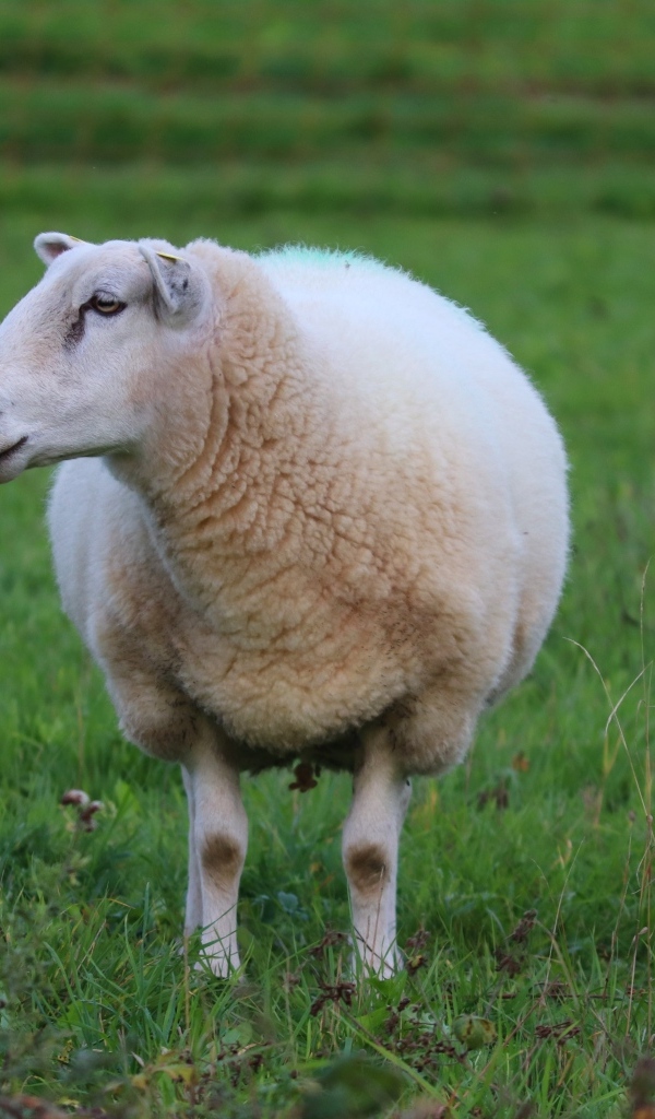 Большая белая овца на зеленой траве 