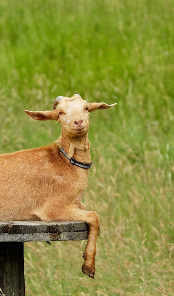 Домашняя коричневая коза на поле