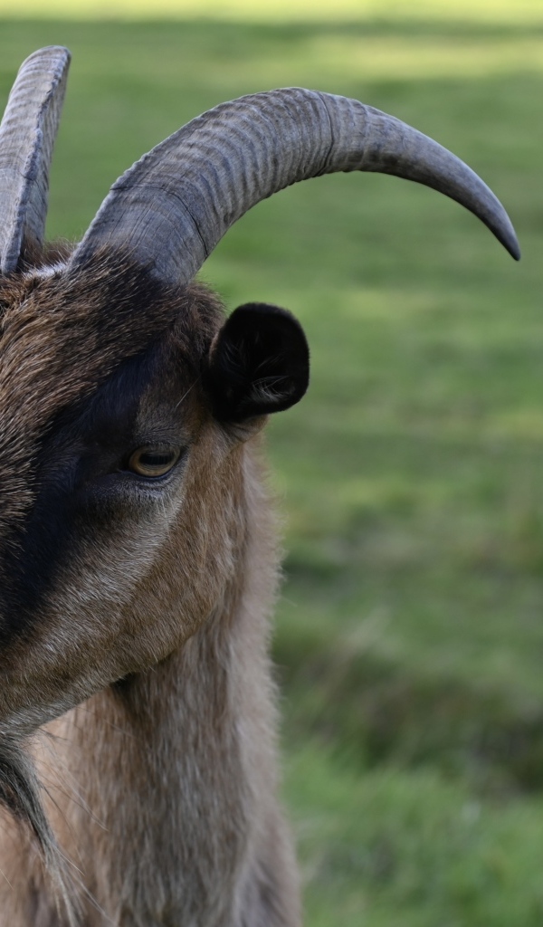 Домашняя коричневая коза с острыми рогами