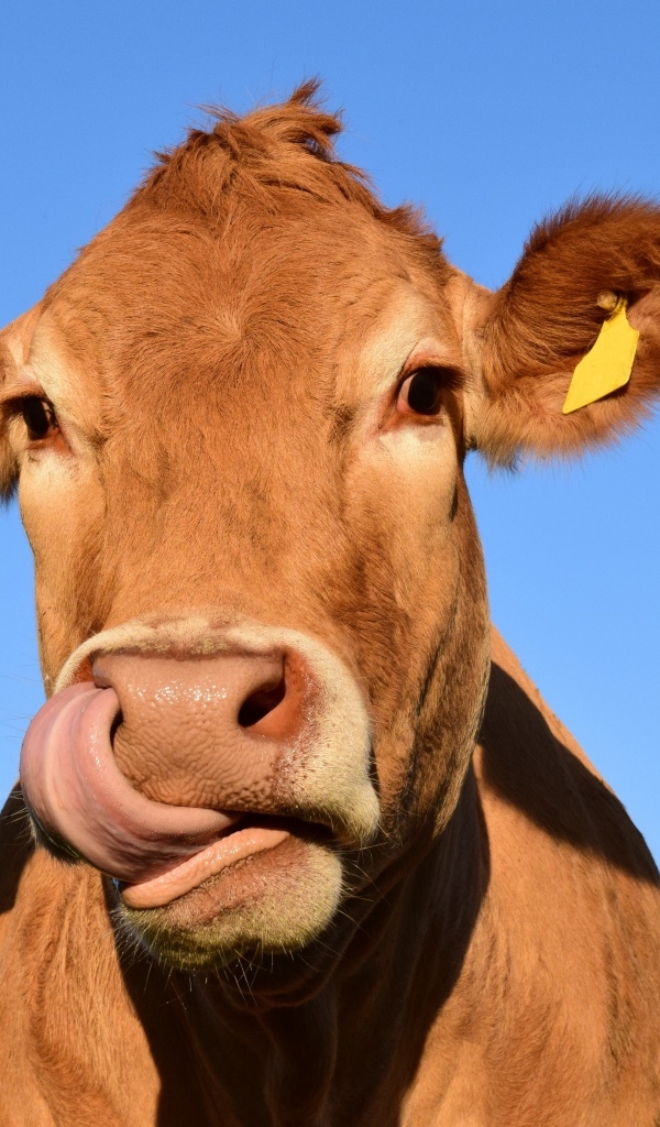 Домашняя корова с высунутым языком