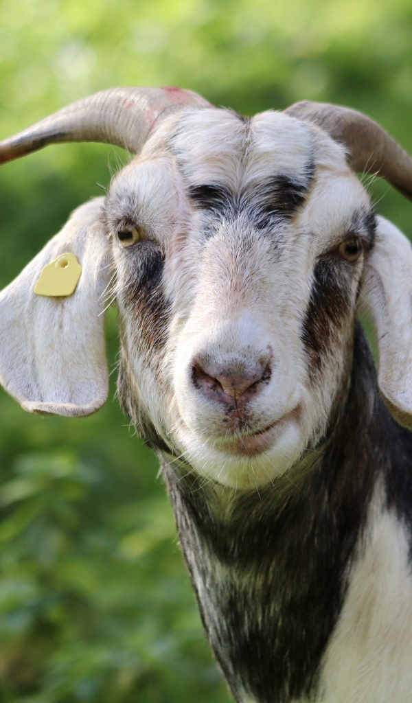 Домашняя коза с рогами