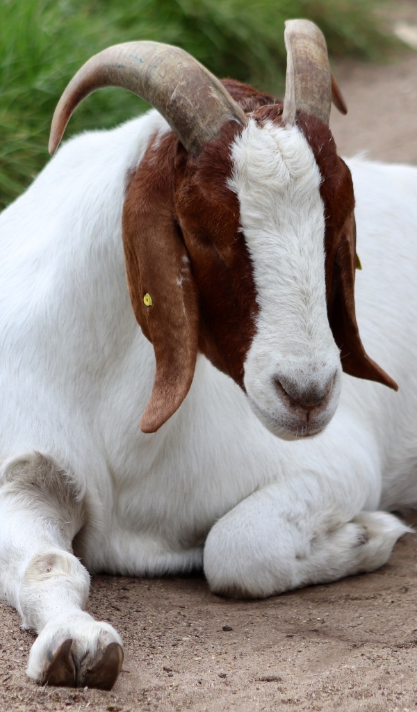 Коза отдыхает на дороге