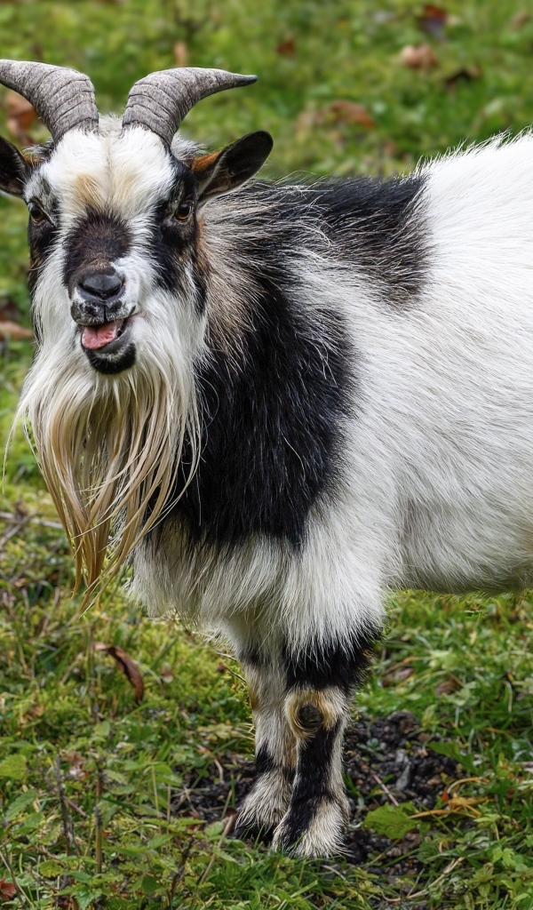 Козел с длинной бородой
