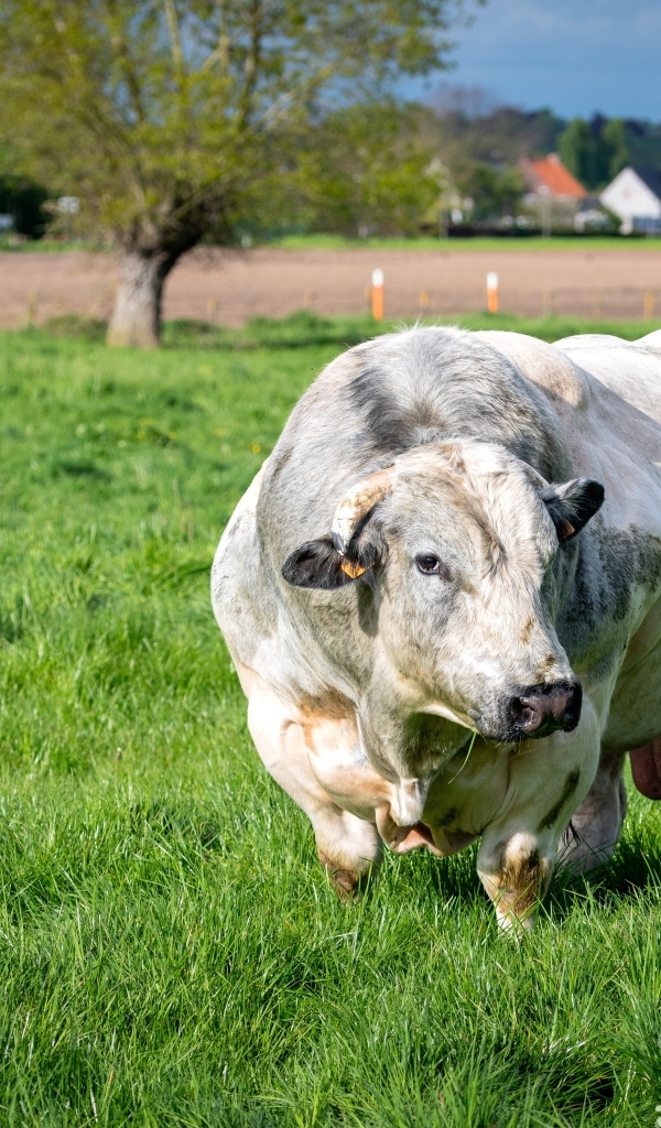 Огромный белый бык на зеленой траве