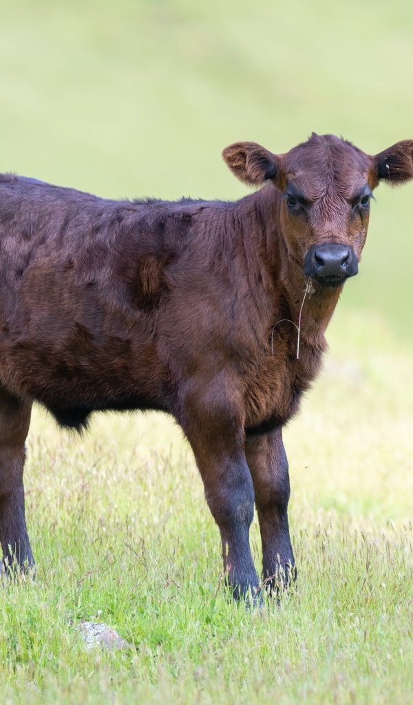Маленький коричневый теленок на поле