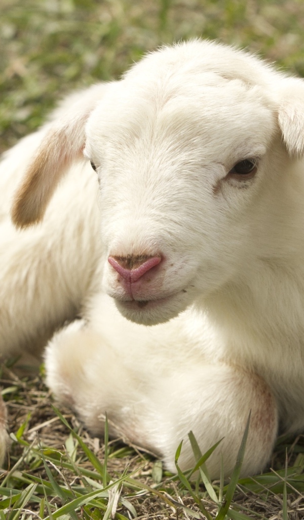 Маленький белый ягненок на зеленой траве