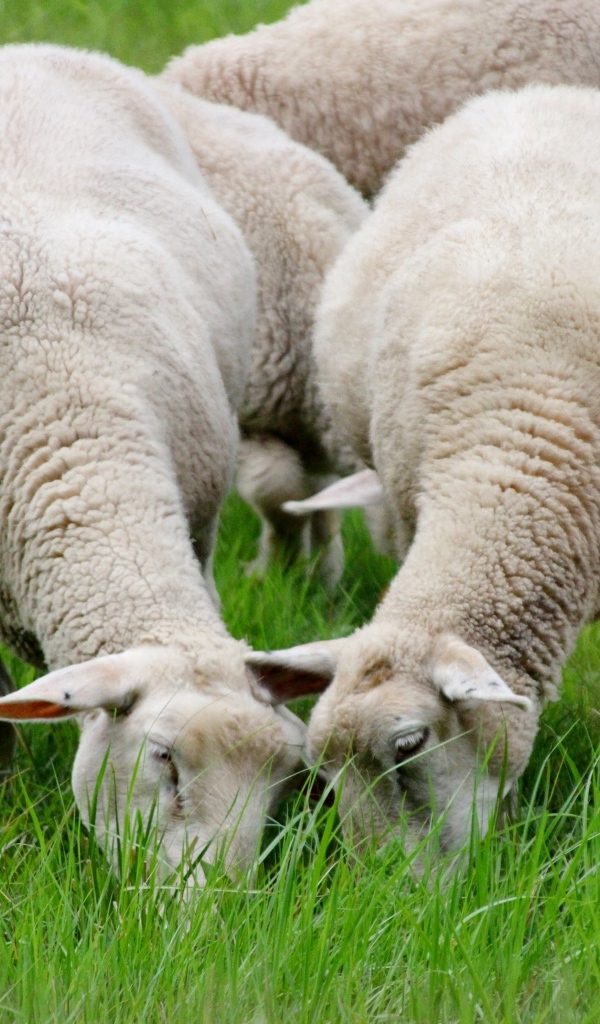 Овцы пасутся на зеленой траве