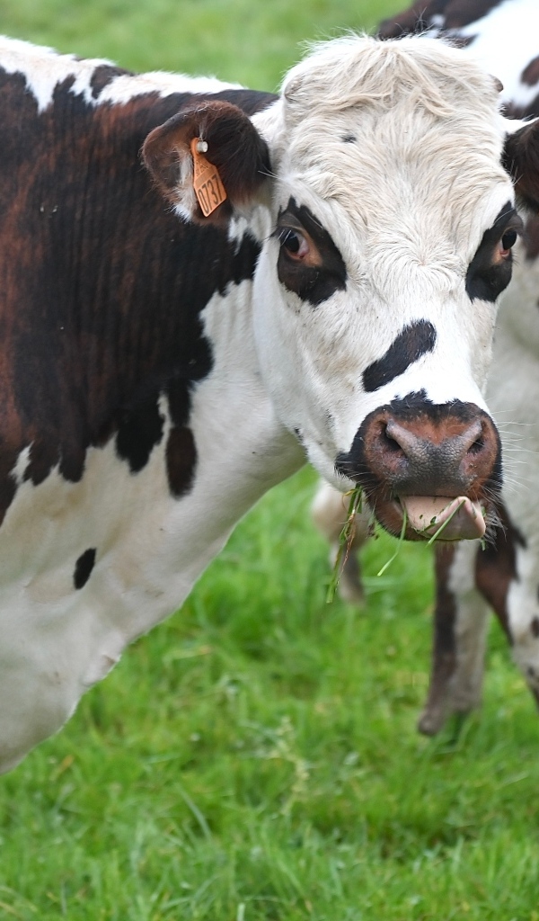 Пятнистые коровы на ферме 