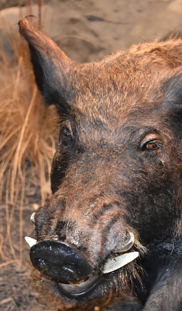 Большой дикий кабан крупным планом