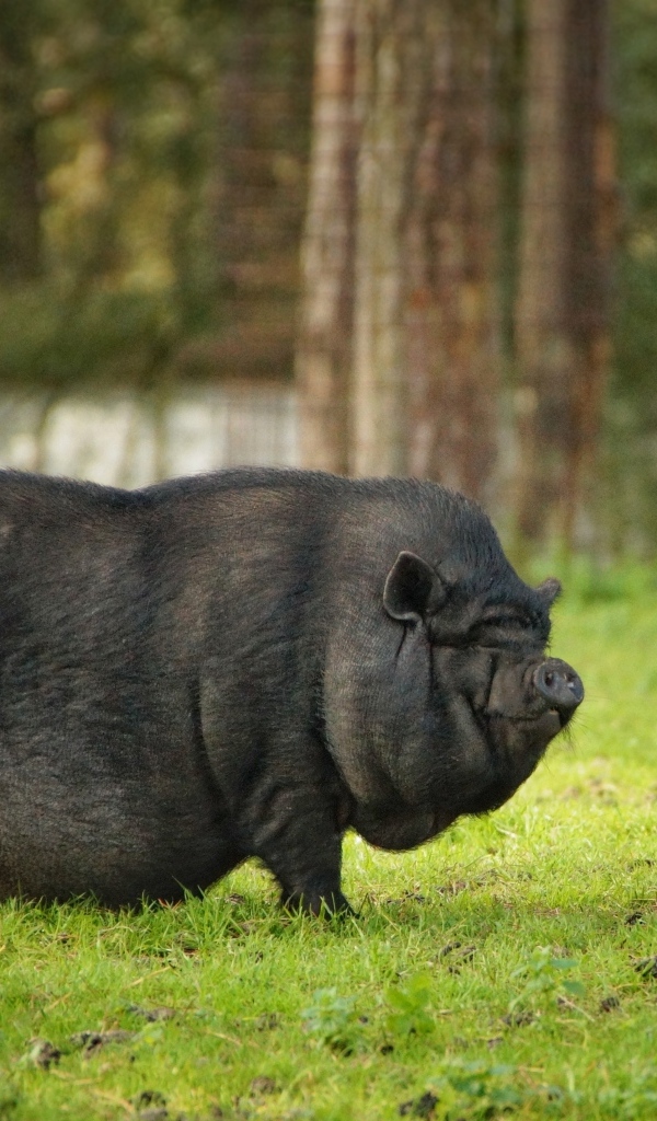 Черная карликовая свинья в парке