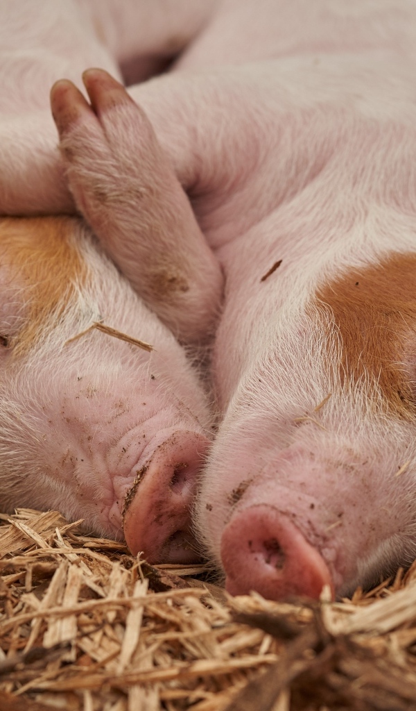 Милые поросята спят на сене